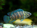 Burmese Badis (Badis Badis) - Fishly