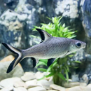 Silver Bala Shark - Fishly