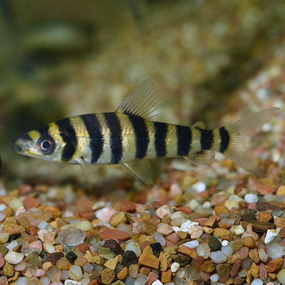 Banded Leporinus - Fishly