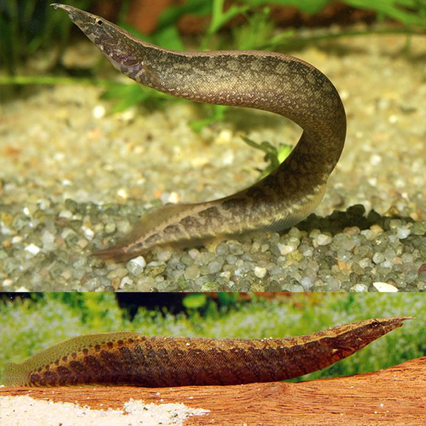 Banded Spiny Eel