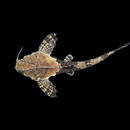 Banjo Catfish - Fishly