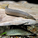 Barred Spiny Eel - Fishly