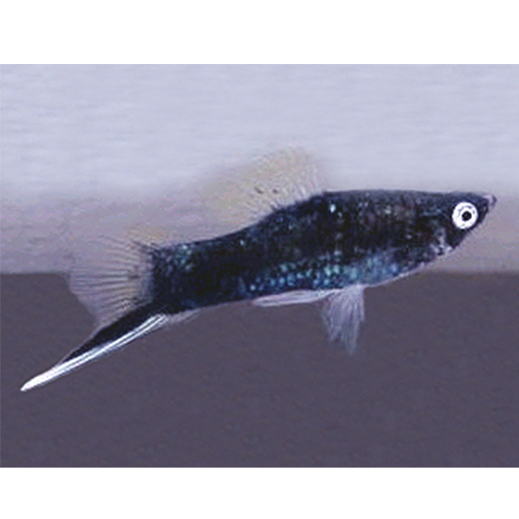 Assorted Swordtail - Fishly