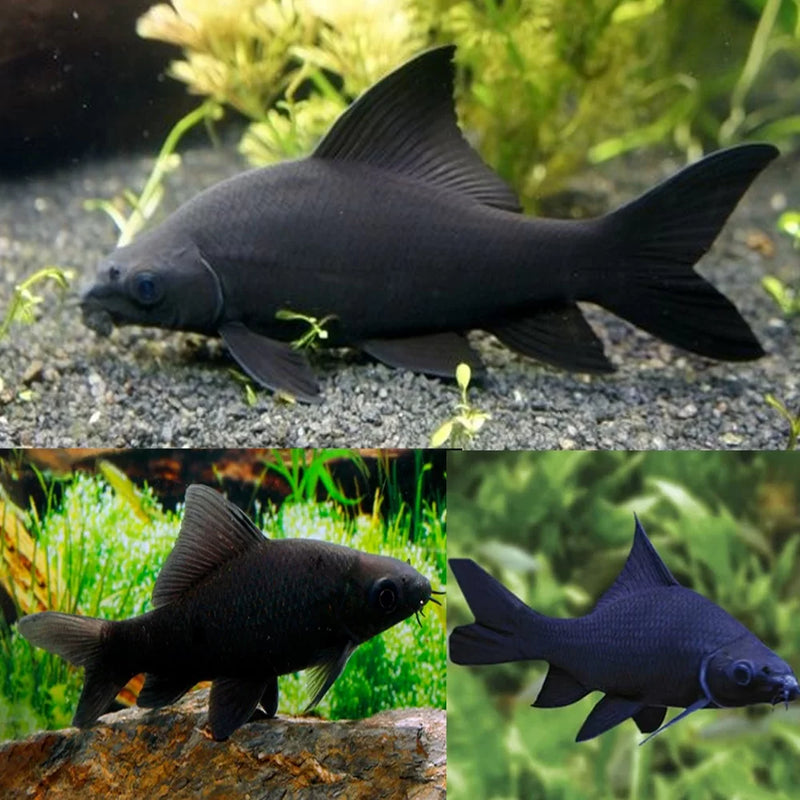 Black Shark - Fishly