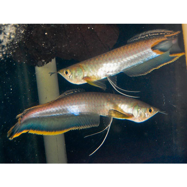 Black Arowana - Fishly