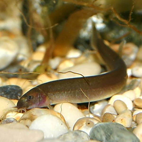 Black Kuhli Loach - Fishly