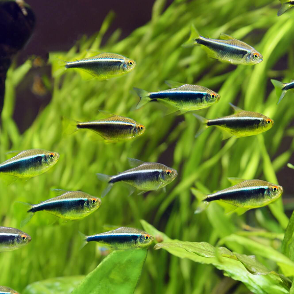 Black Neon Tetra