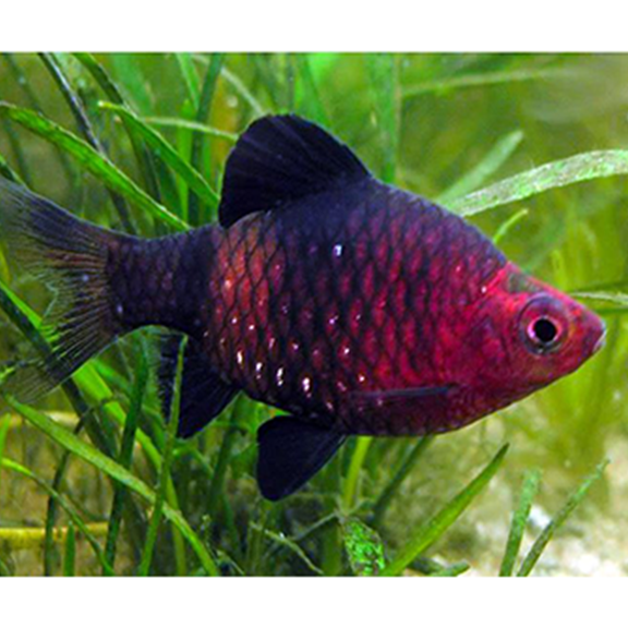 Black Ruby Barb - Fishly