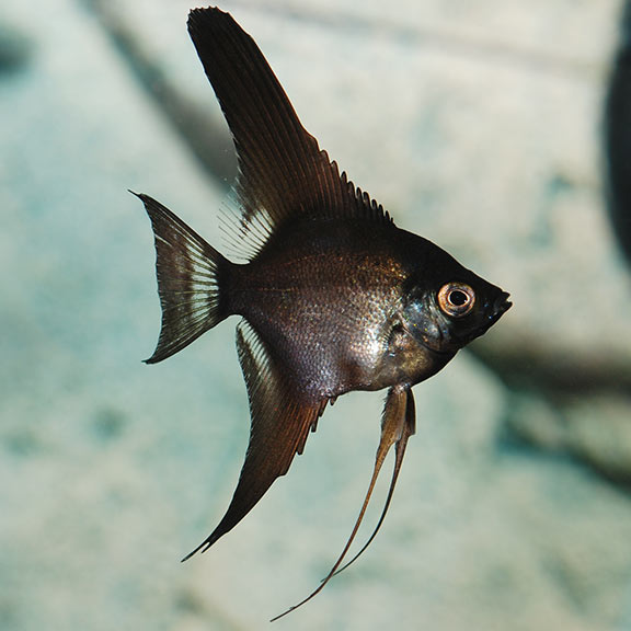 Black Angel Fish (Large) - Fishly