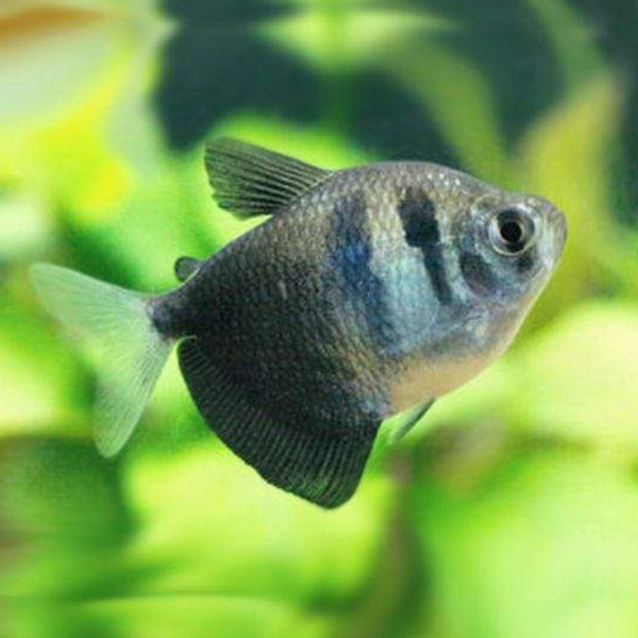 Black Widow Tetra - Fishly