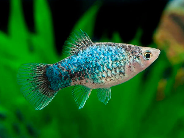 Calico Blue Platy - Fishly
