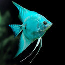 Blue Diamond Angel Fish - Fishly
