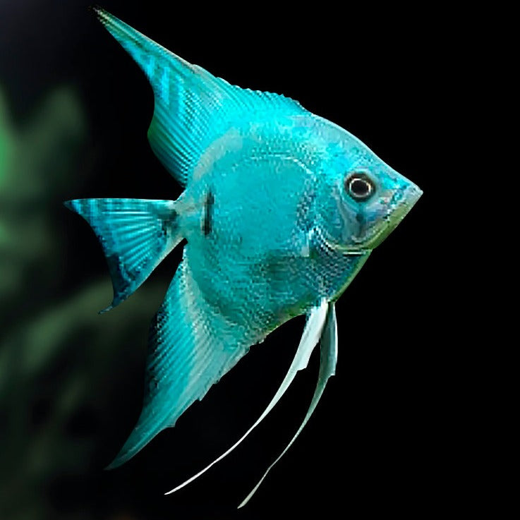 Blue Diamond Angel Fish - Fishly