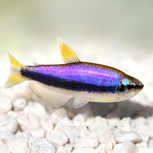 Blue Emperor Tetra - Fishly
