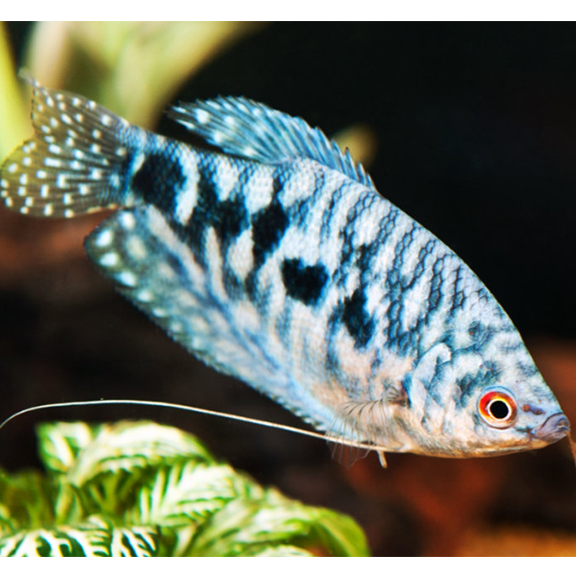 Blue Opaline Gourami - Fishly