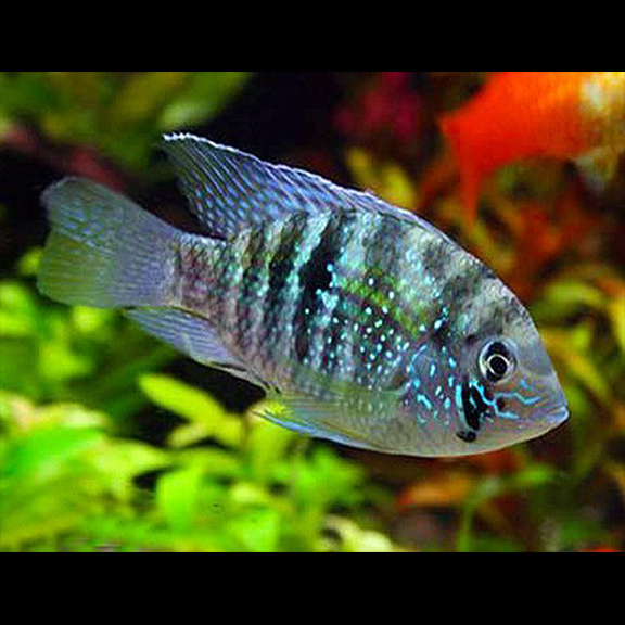 Blue Acara - Fishly