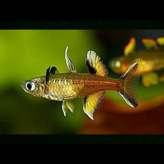 Pacific Blue-Eyed Rainbow - Fishly