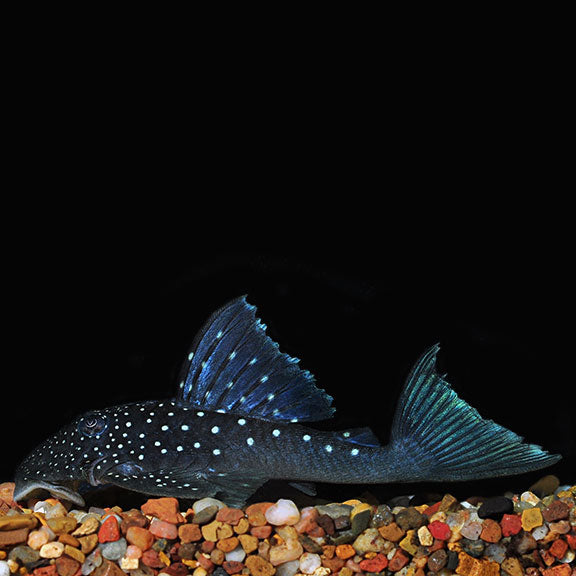 Blue Phantom Pleco (L128) - Fishly