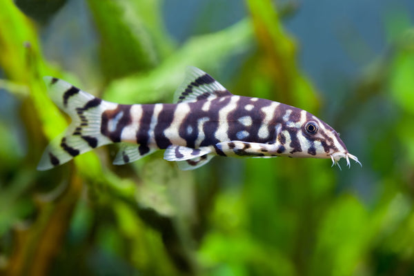 Yoyo Loach