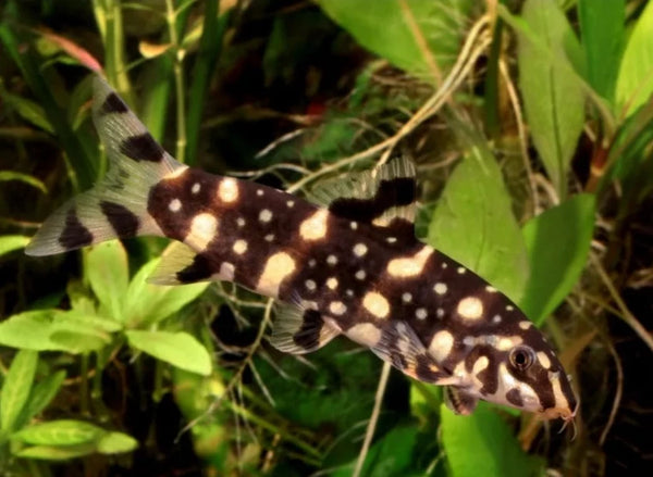 Polkadot Loach