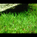 Brasilinesis Chain Sword (Lilaeopsis Brasilinesis) - Fishly