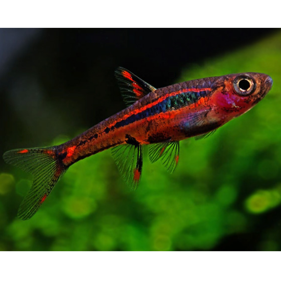 Mosquito Rasbora - Fishly