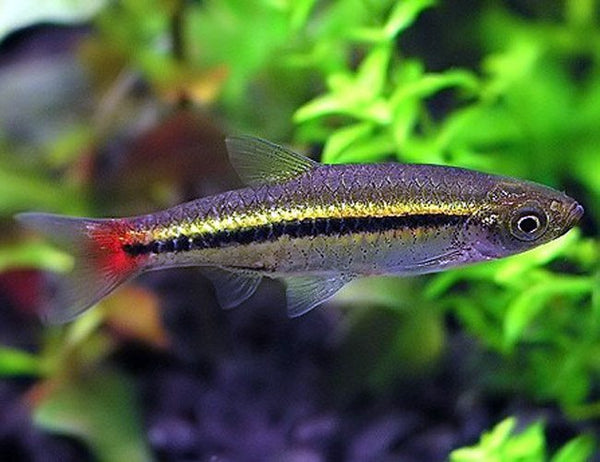 Black Line Rasbora