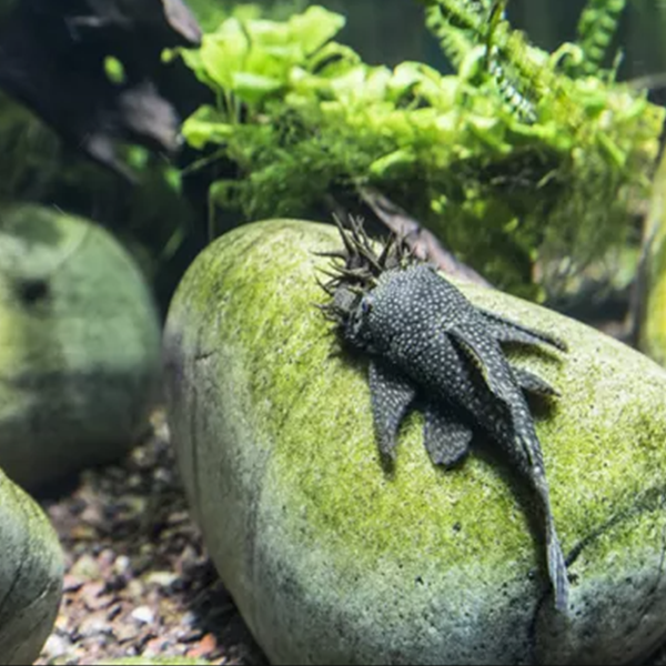 Bristlenose Pleco - Fishly