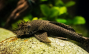 Bristlenose Pleco - Fishly