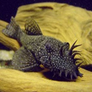 Bristlenose Pleco - Fishly