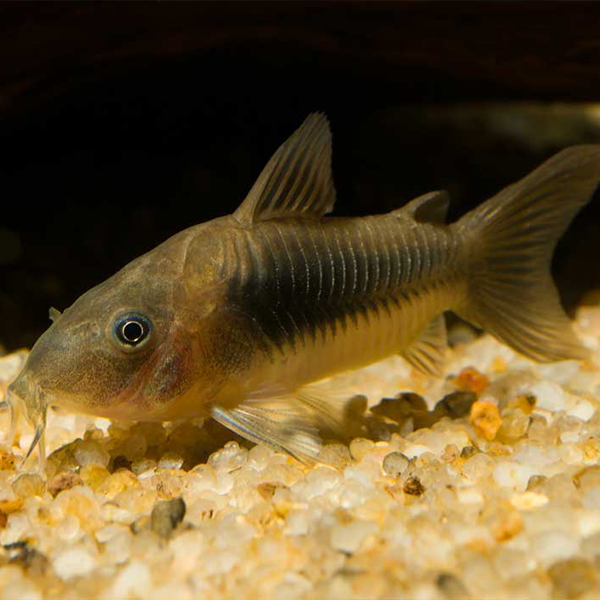 Bronze Cory - Fishly