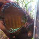 Brown Breeding Discus (Pair) - Fishly