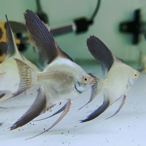 Bulgarian Angel Fish