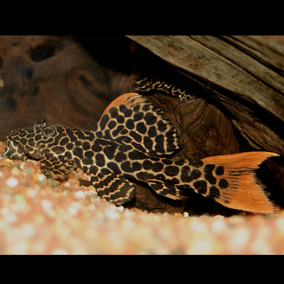 Leopard Cactus Pleco (L114) - Fishly