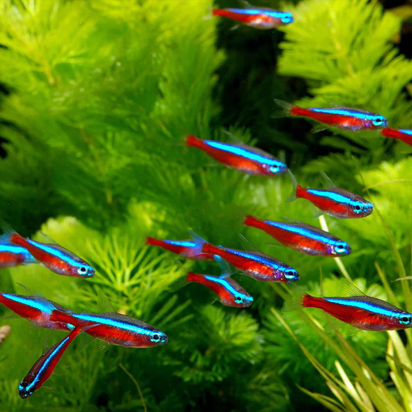 Cardinal Tetra