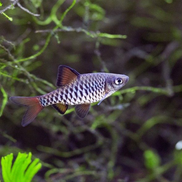 Checkered Barb