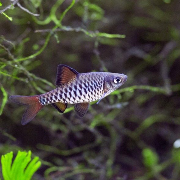 Checkered Barb - Fishly