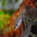 Spotted Headstander - Fishly