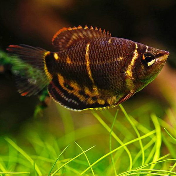 Chocolate Gourami - Fishly