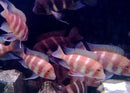Red Frontosa Cichlid - Fishly