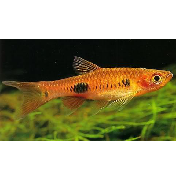 Clown Rasbora - Fishly