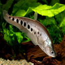 Clown Knife - Fishly