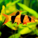 Clown Loach - Fishly
