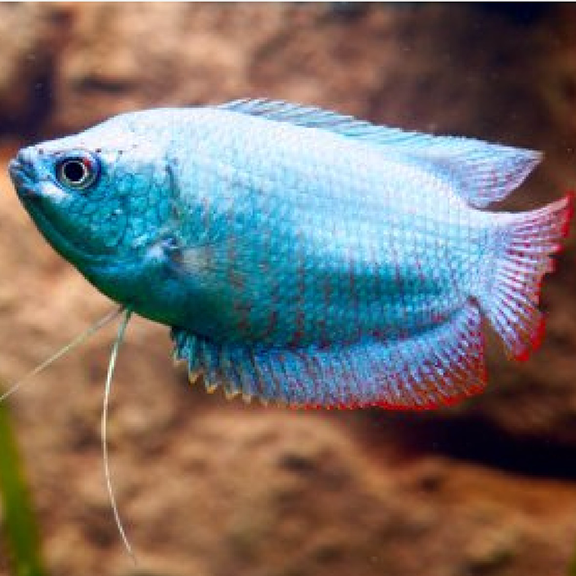 Cobalt Blue Dwarf Gourami - Fishly