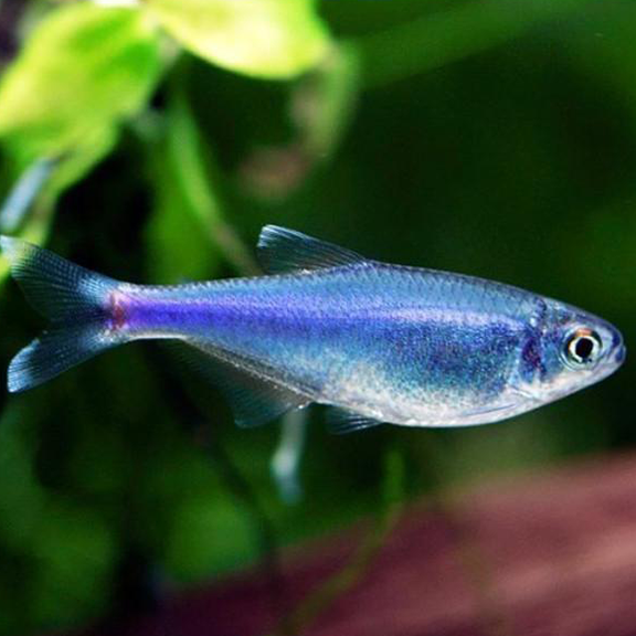 Cochu Blue Tetra - Fishly