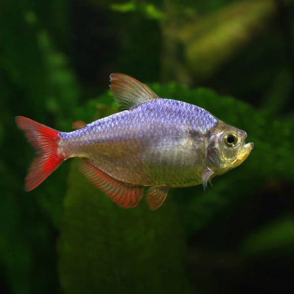 Columbian Tetra - Fishly