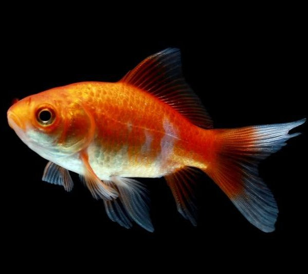 Comet Goldfish - Fishly