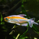 Congo Tetra