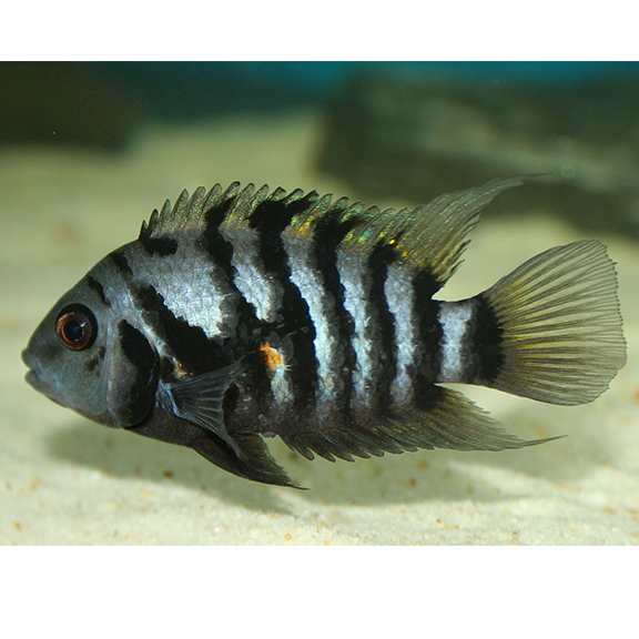 Convict Cichlid - Fishly