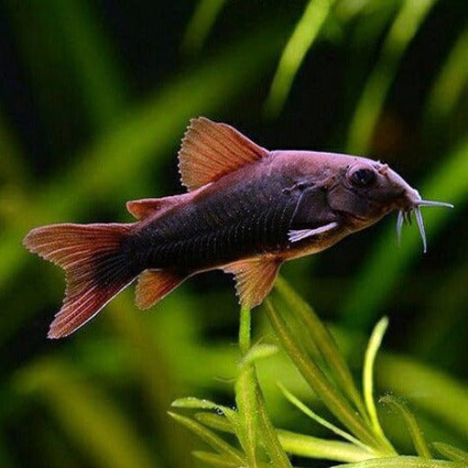 Black Aeneus Cory